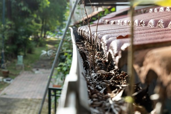 Close-up of clogged roof rain gutter full of dry leaf and with plant foliage growing, with small depth of field.